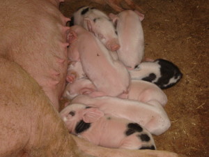 Weeshuizen-Belarus Varkens geruimd tegen verspreiding   varkenspest