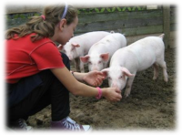 Weeshuizen-Belarus-biggetjes-miniboerderij