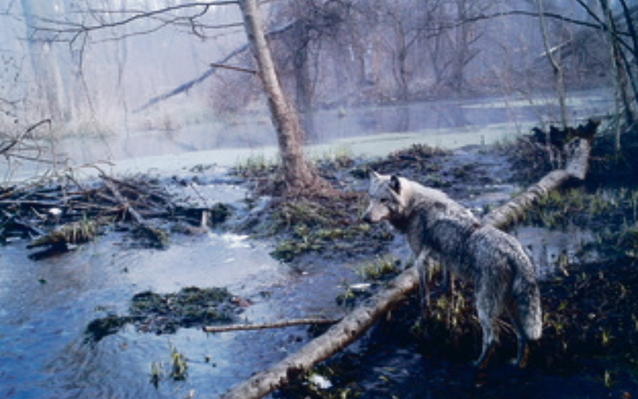 Belarus wolf